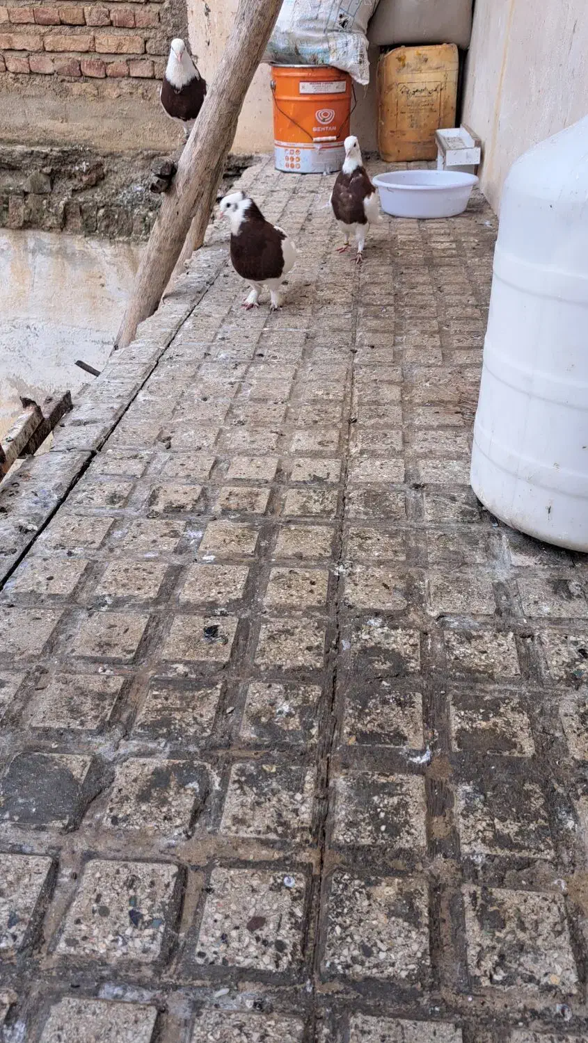 کلفه|پرنده|گرمی, |دیوار