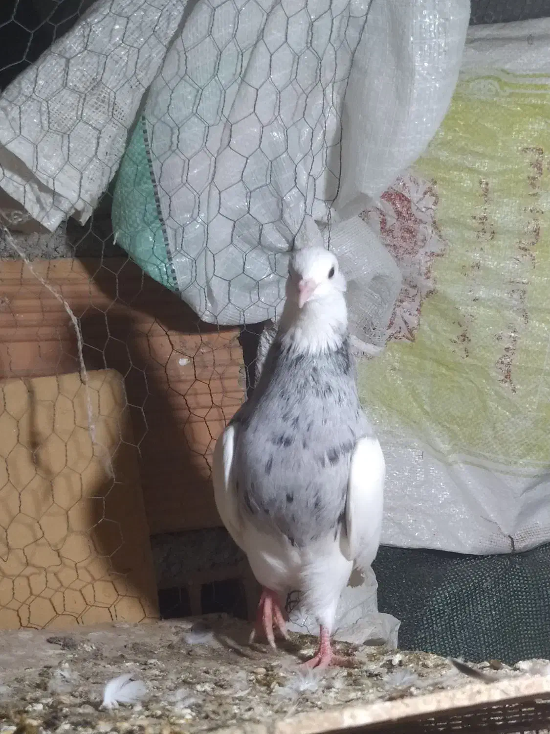 طوقی الماسی نر درشت|پرنده|قائمشهر, |دیوار