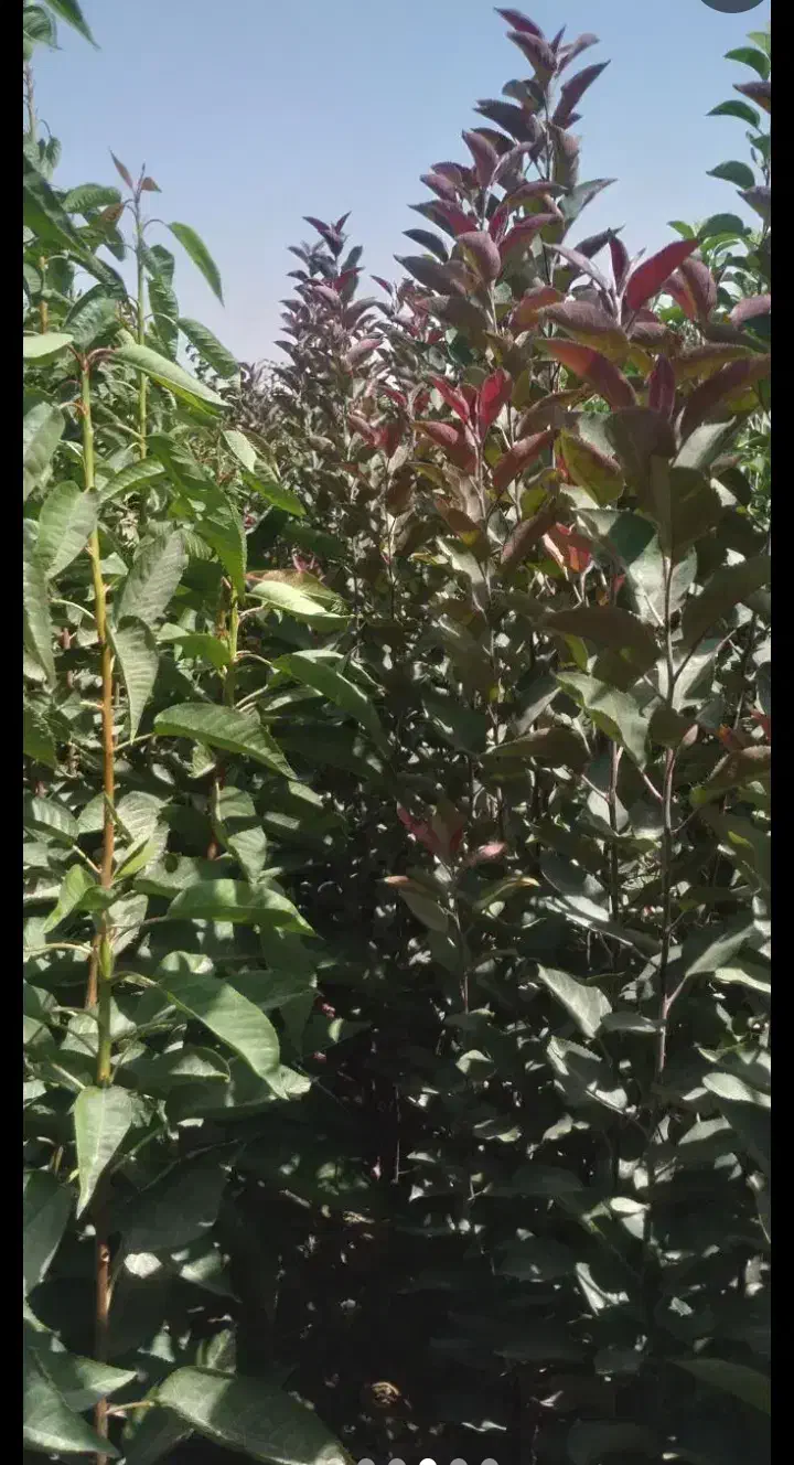 فروش نهال پاییزه تحویل سر خزانه گناباد|گل و گیاه طبیعی|گناباد, |دیوار