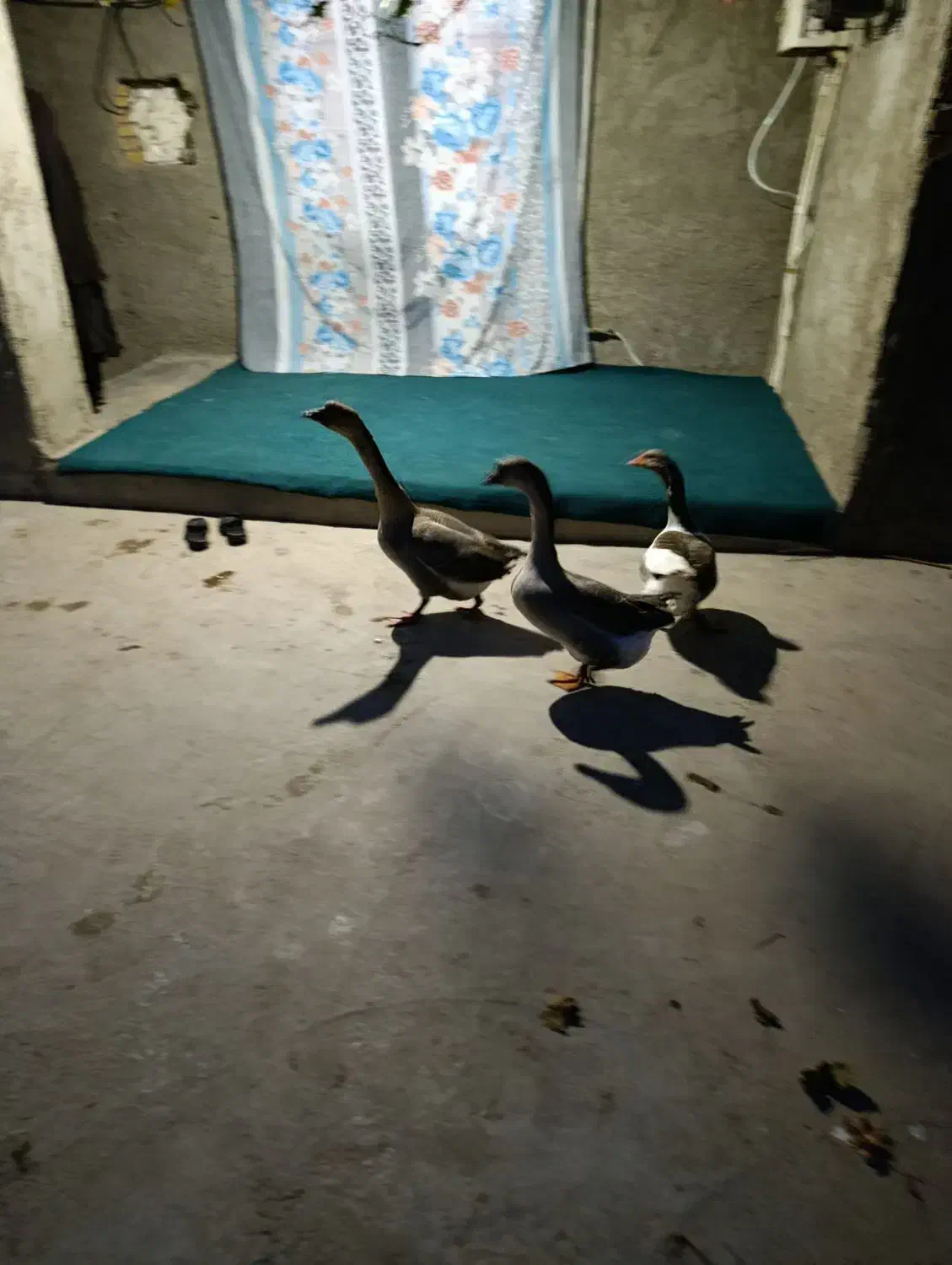 سالم وعالی|حیوانات مزرعه|نگین شهر, |دیوار