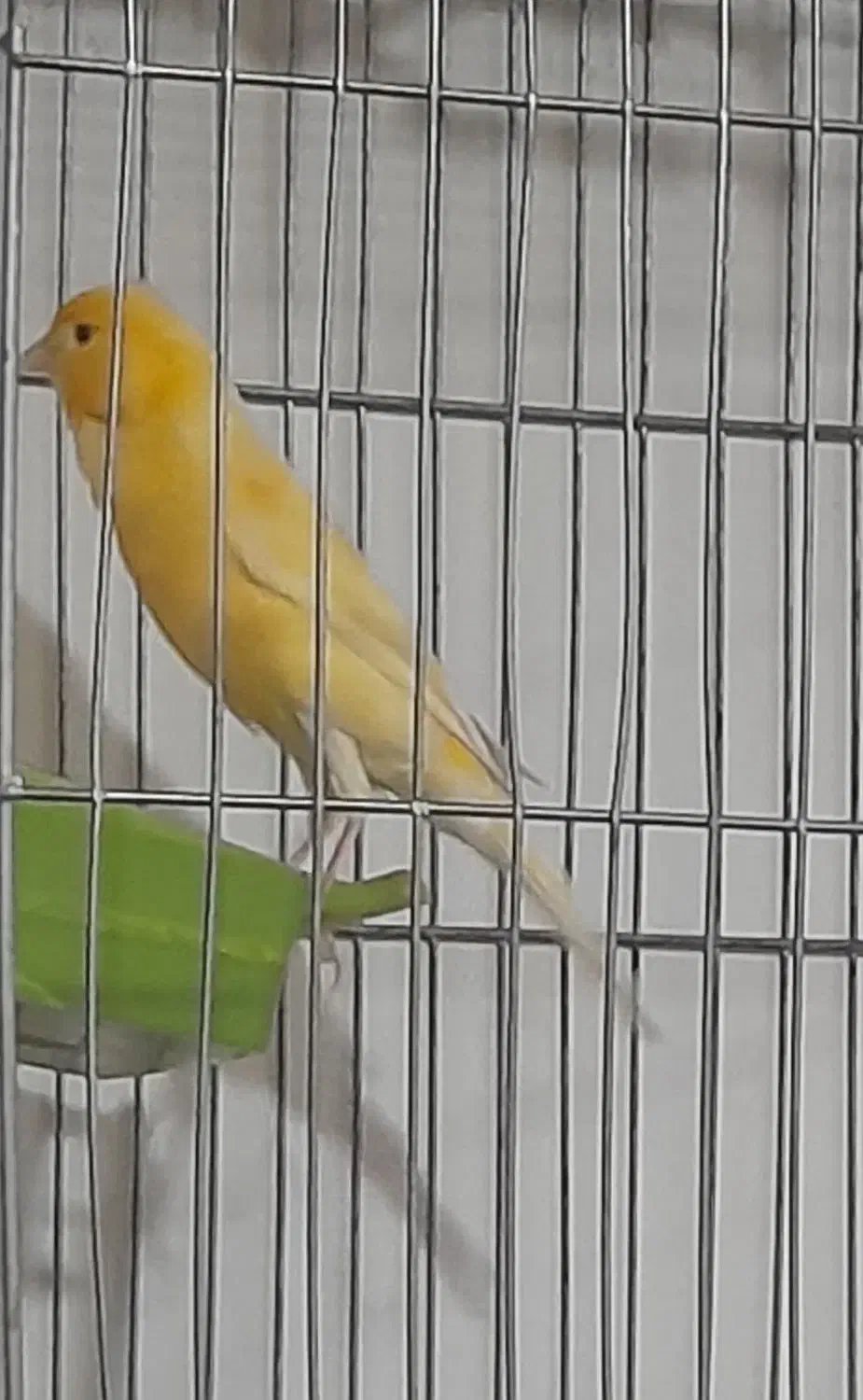 ۴ عدد قناری مست|پرنده|اهواز, زوویه ۲|دیوار