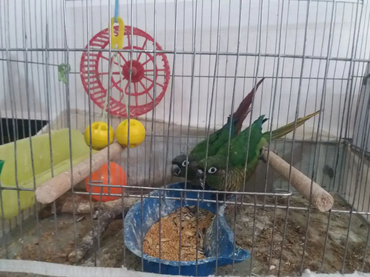 یک جفت گری۸نچیک مولد آماده تخم گذاری|پرنده|شاهین دژ, |دیوار