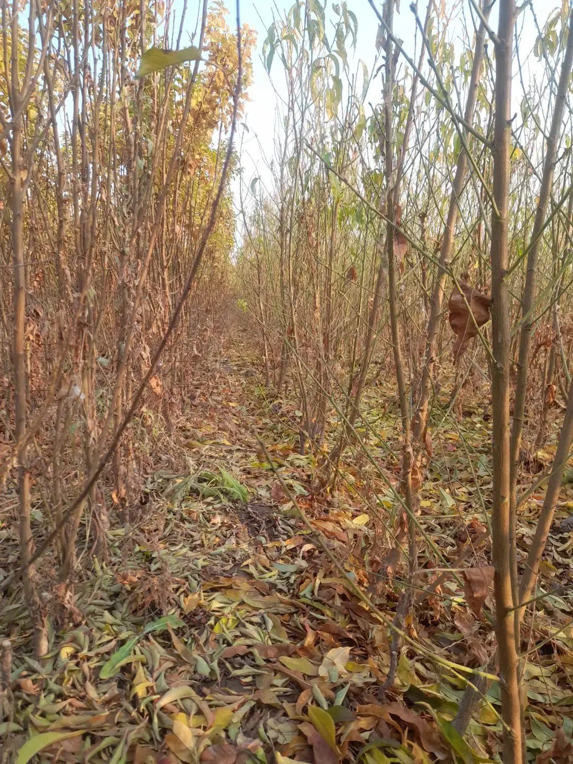 نهالستان|حراج|خسروشاه, |دیوار