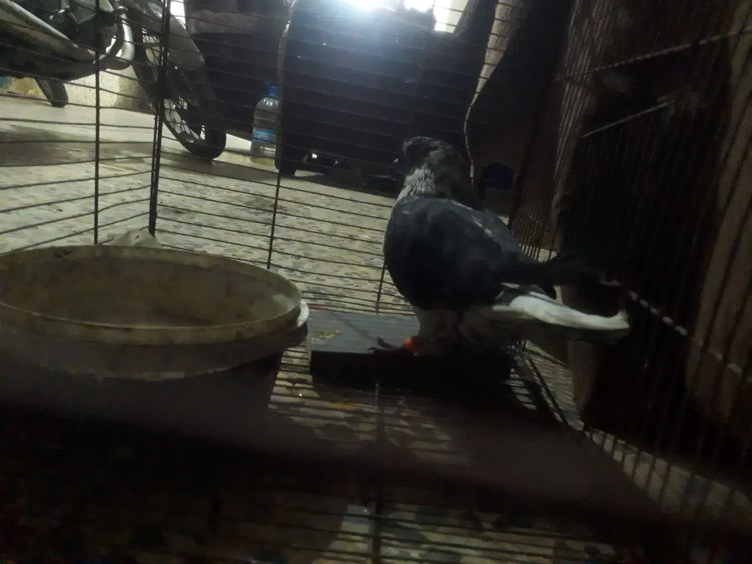 کبوتر|پرنده|کردکوی, |دیوار