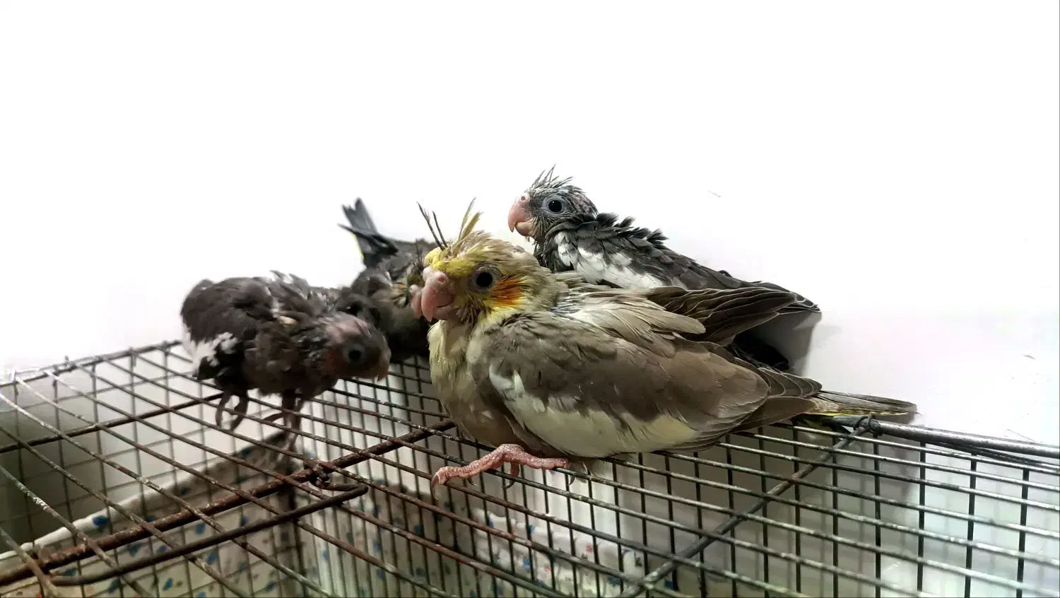 فروش جوجه طوطی هلندی 550|پرنده|بهبهان, |دیوار