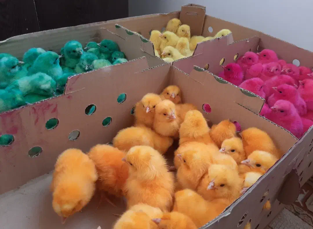 انواع جوجه طیور|حیوانات مزرعه|اصفهان, دنارت|دیوار