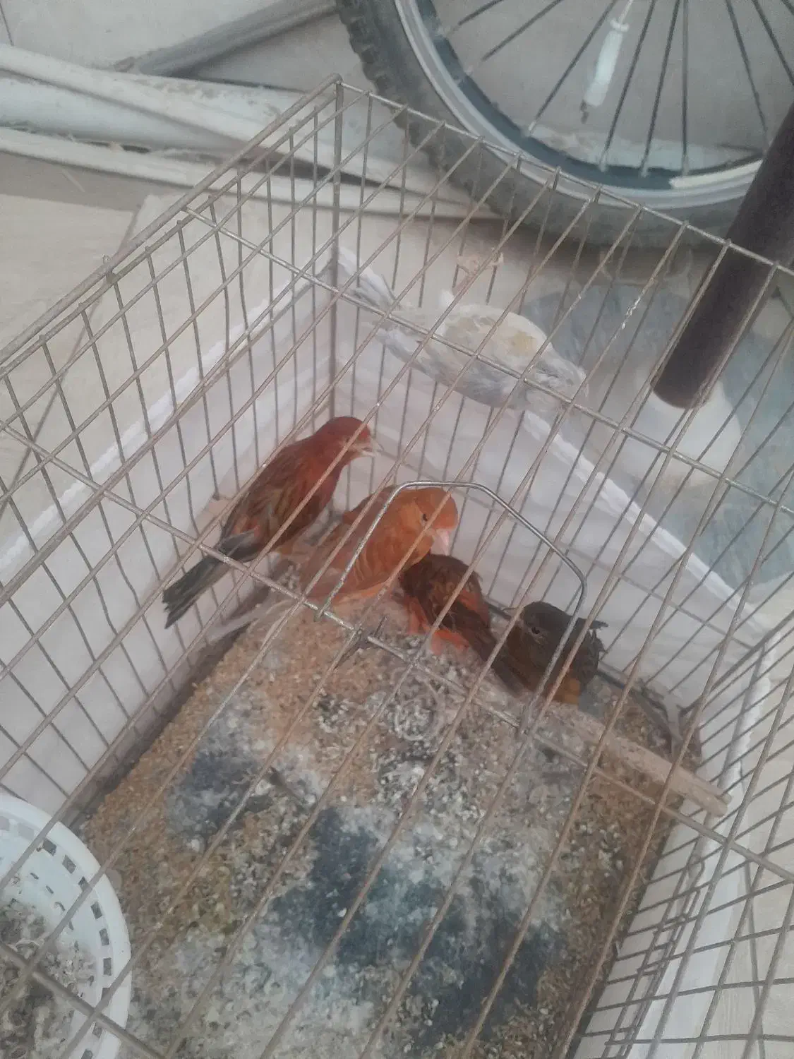 قناری سوخته سرخ|پرنده|جیرفت, |دیوار