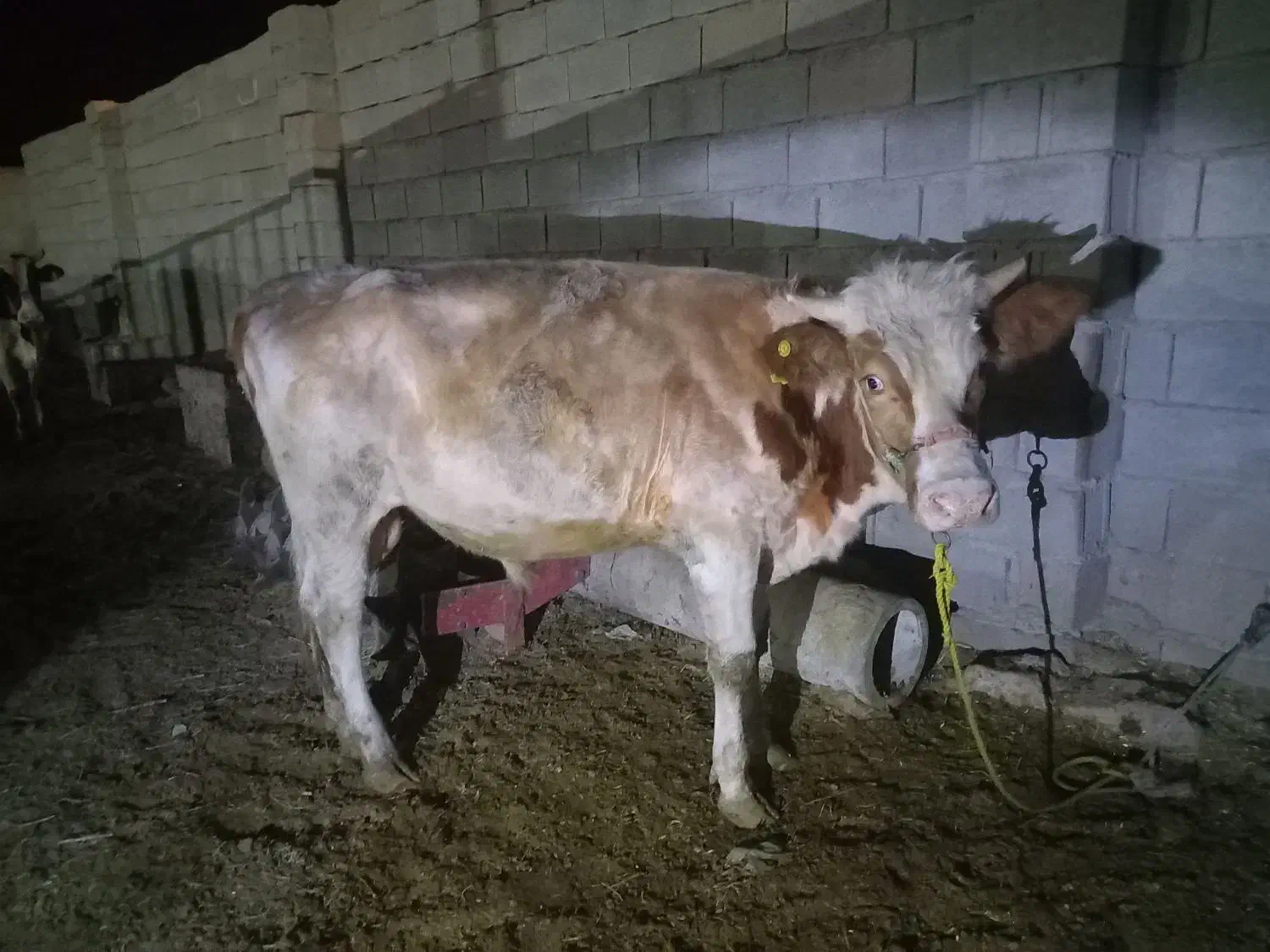 گوساله نر آلمانی و گاو و گوساله آلمانی|حیوانات مزرعه|رامشیر, |دیوار