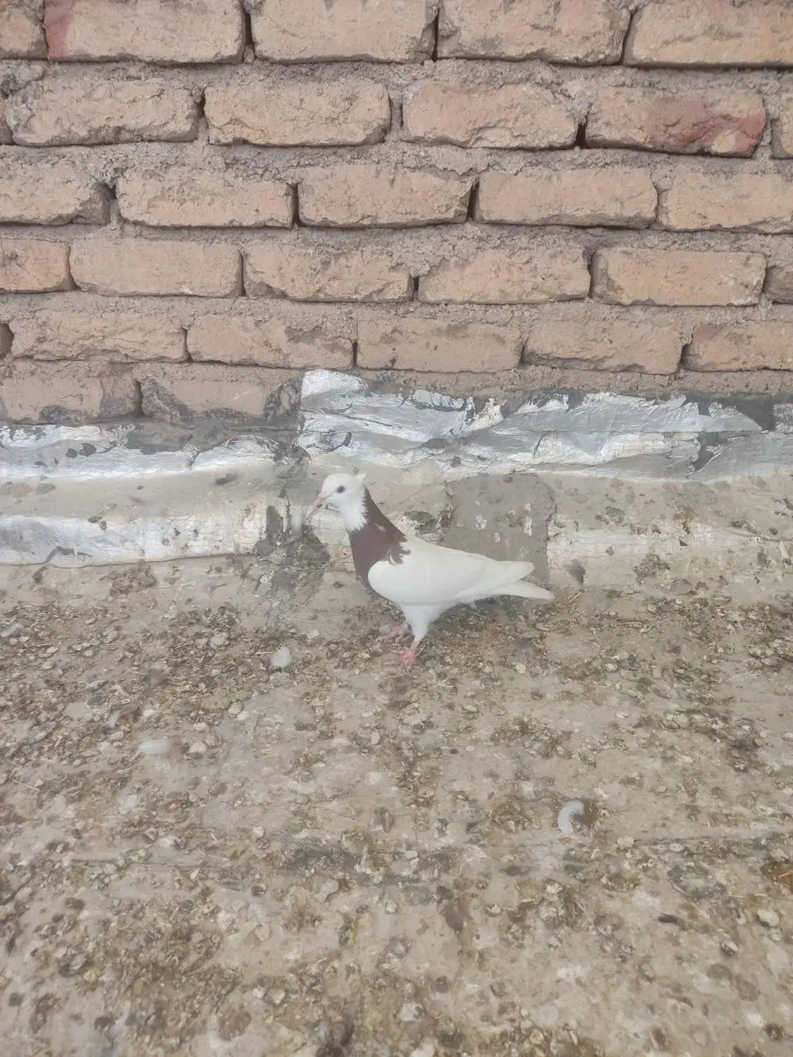 کبوتر طوقی سرخ ماده|پرنده|اصفهان, محمودیه|دیوار