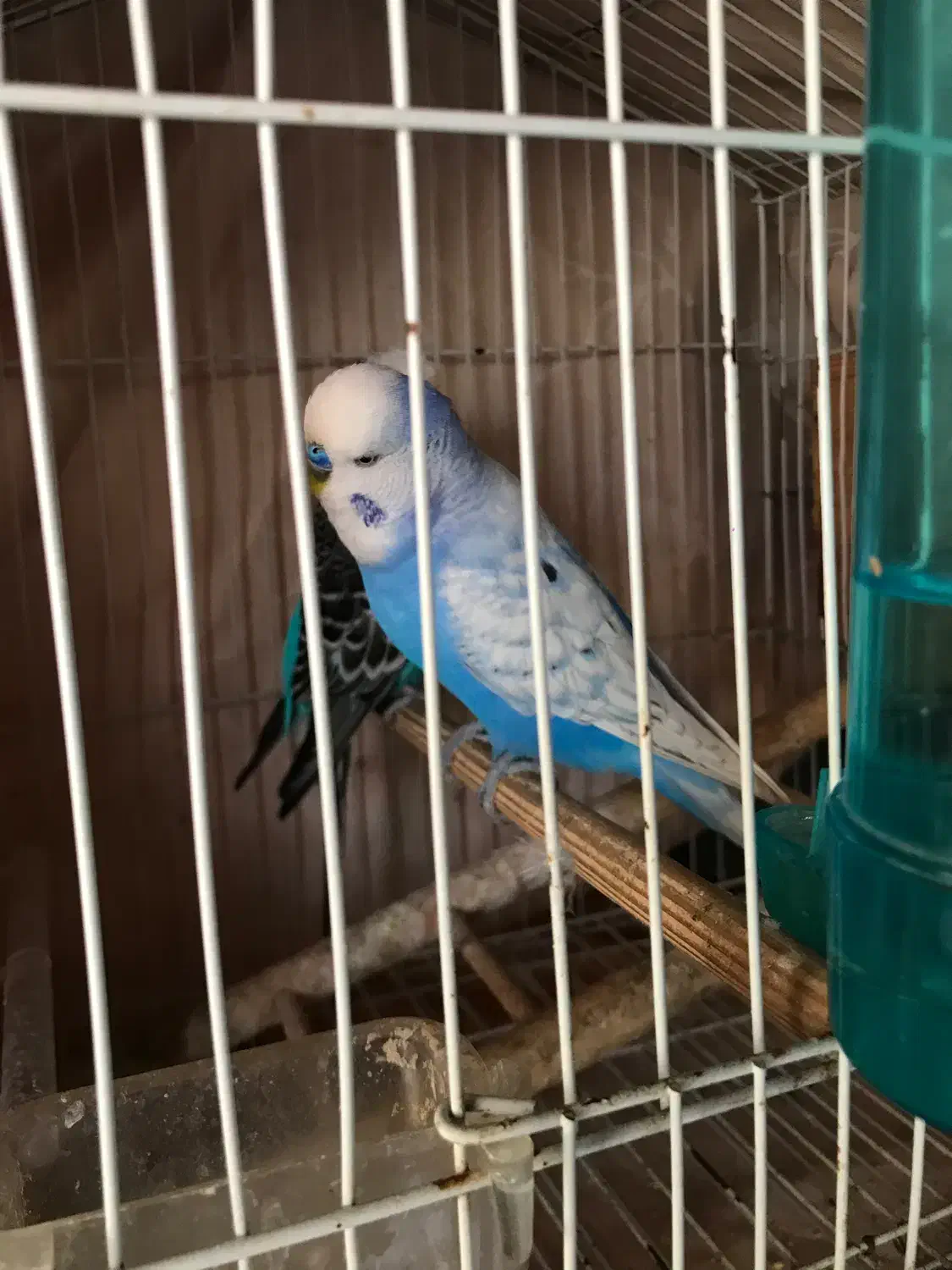 مرغ عشق انگلیسی|پرنده|بندر انزلی, پیل علی باغ|دیوار