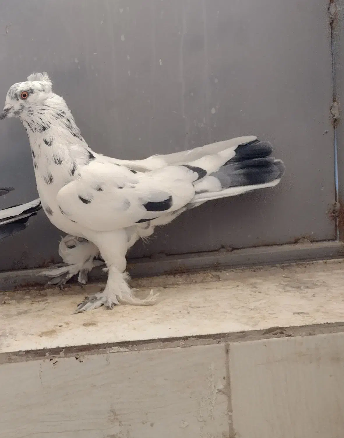 کبوتر پر مغز|پرنده|شهرکرد, |دیوار