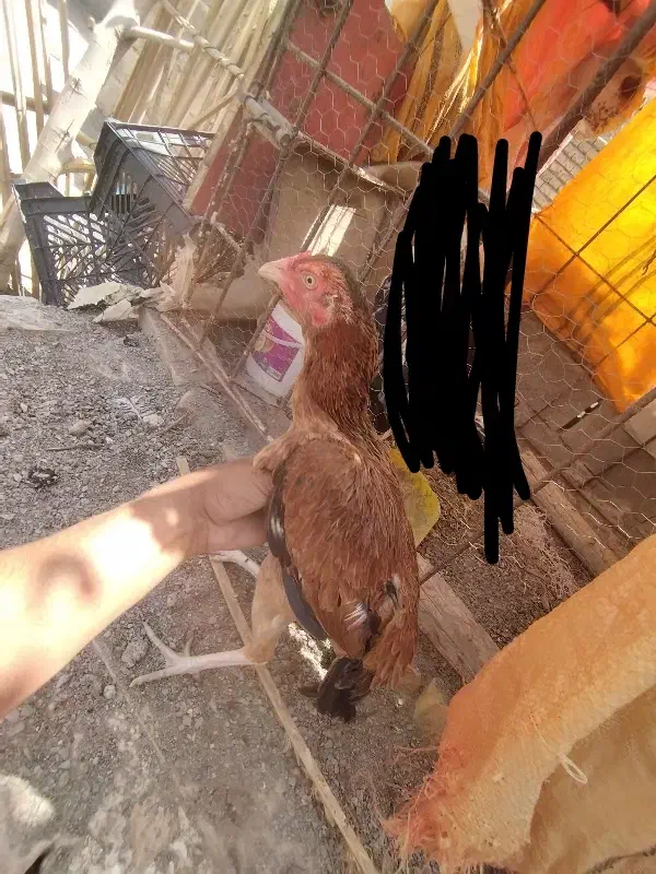 مرغ|حیوانات مزرعه|سراوان, |دیوار