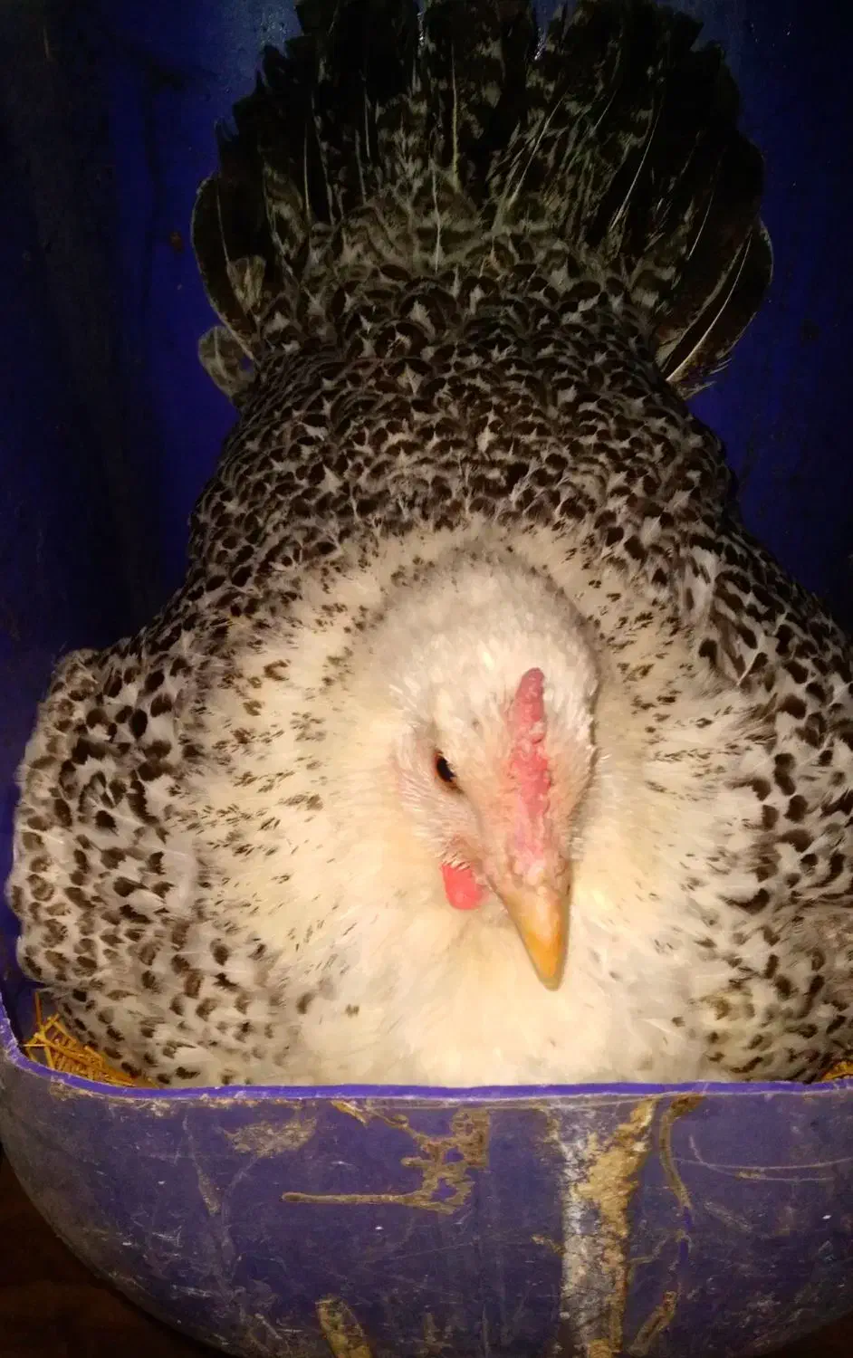 مرغ لری جوجه تخم مرغ|حیوانات مزرعه|اصفهان, قهجاورستان|دیوار