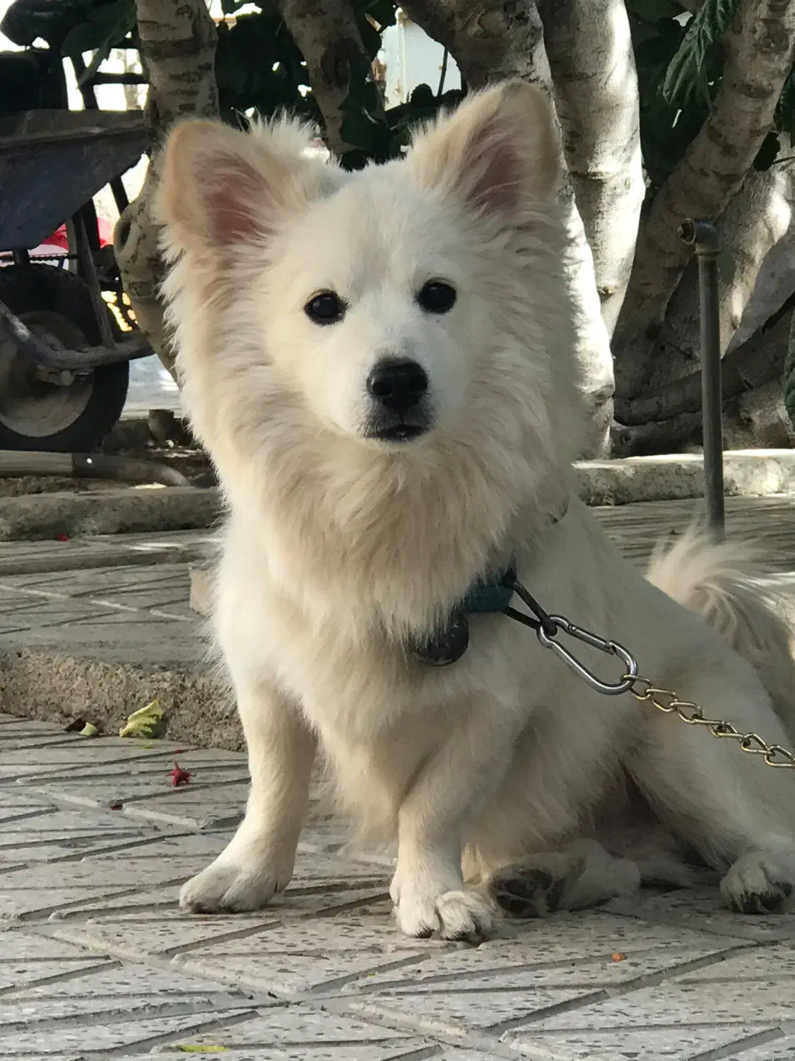 سگ میکس اشپیتز ژاپنی|سگ|لنجان, |دیوار