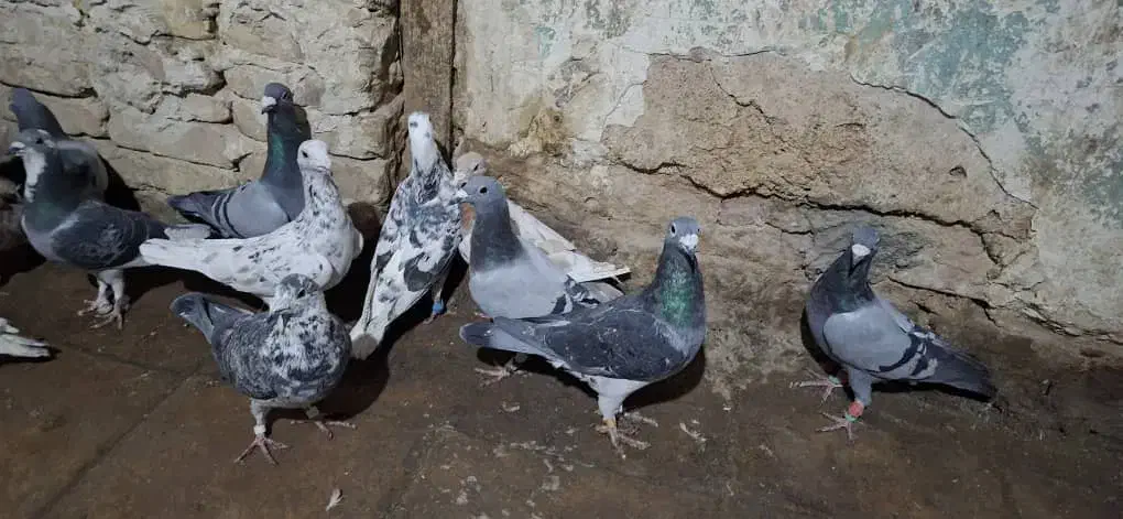 16تا پلاکی|پرنده|پاسارگاد, |دیوار