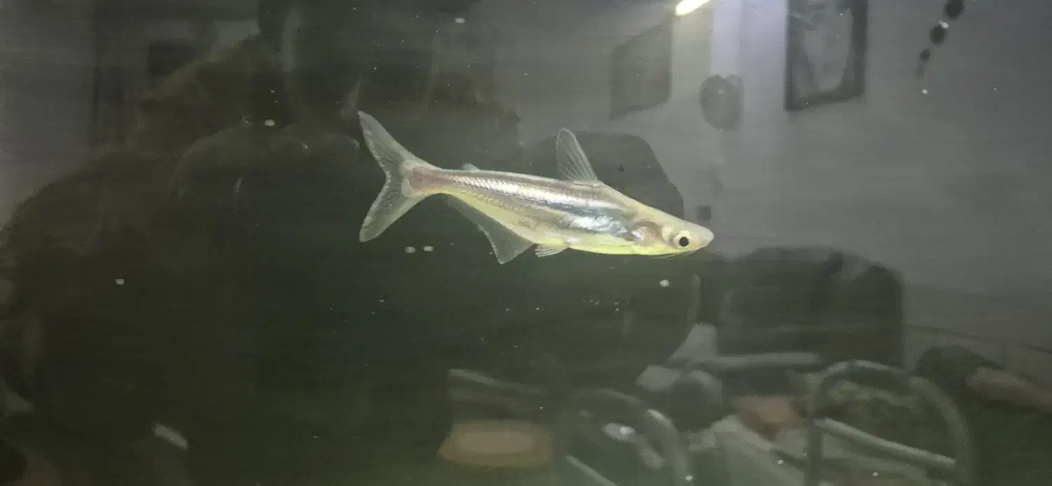 ماهی پنگوسی گیاهخوار پنج بند|ماهی|شیراز, هفت تنان|دیوار