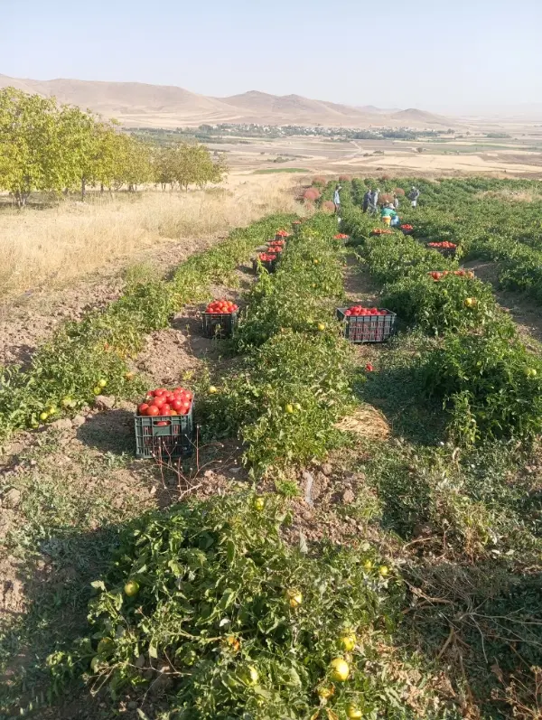 گوجه|خوردنی و آشامیدنی|چهاردولی, |دیوار