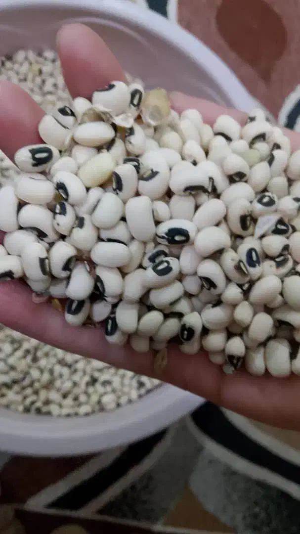 لوبیا|عمده‌فروشی|حمیدیه, |دیوار