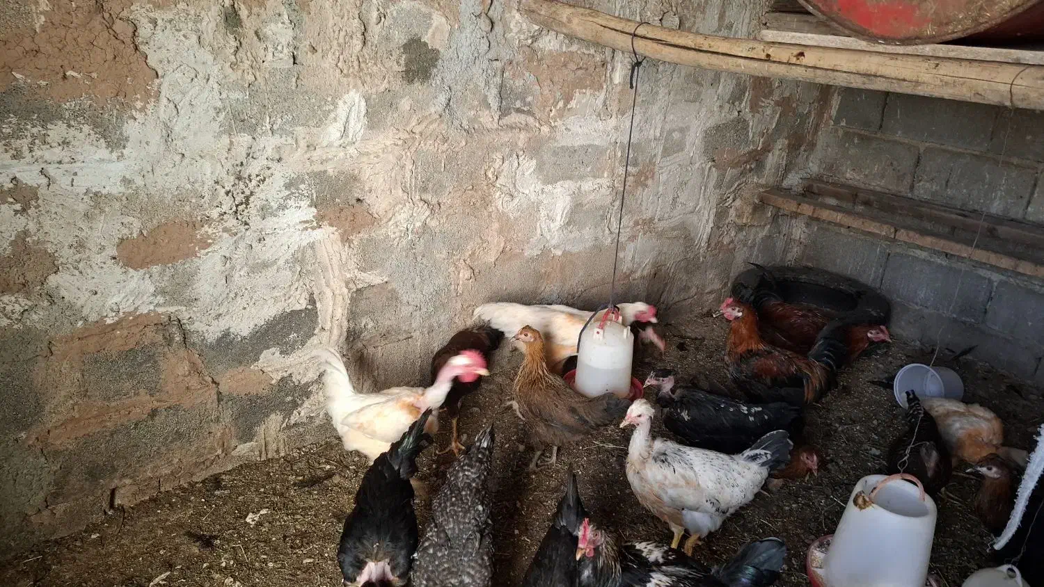 ۳عدد خروس گلین و لاری گردن گلابی|حیوانات مزرعه|شیراز, بید زرد|دیوار