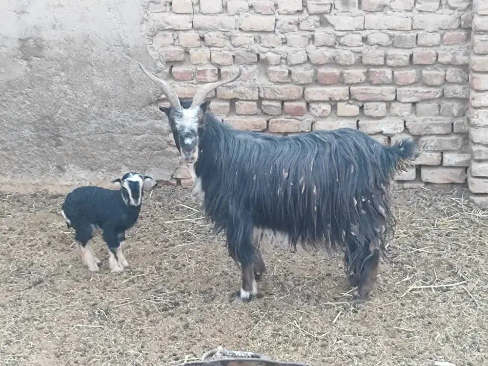 فروش یک عدد بز ویک عدد بزغاله نربزی|حیوانات مزرعه|جوادآباد, |دیوار