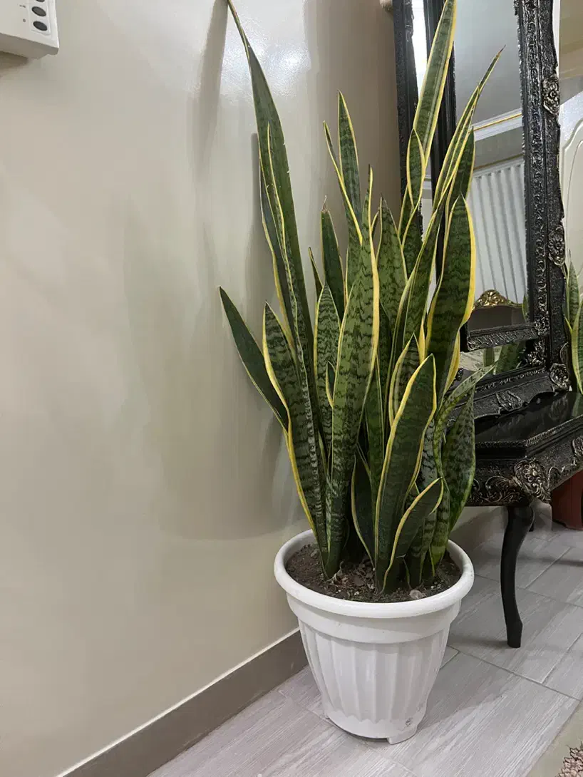 گل آپارتمانی سانسوریا لب طلایی|گل و گیاه طبیعی|قدس, شهرقدس|دیوار