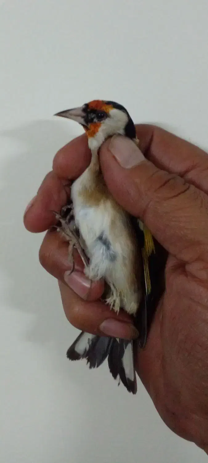 سهره بیابانی یک ماه قفس گلبسر۲ماه قفس|پرنده|قرچک, شهرک طلائیه|دیوار