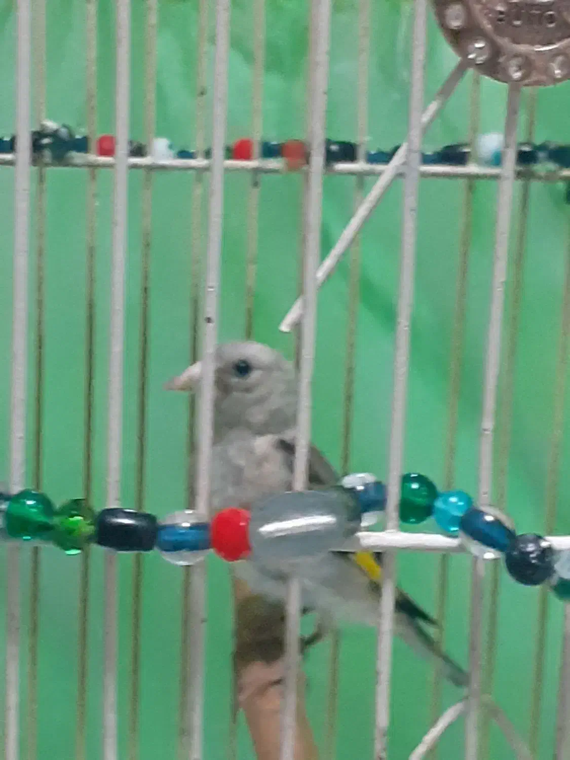 پرنده|پرنده|لاهیجان, خالو باغ|دیوار