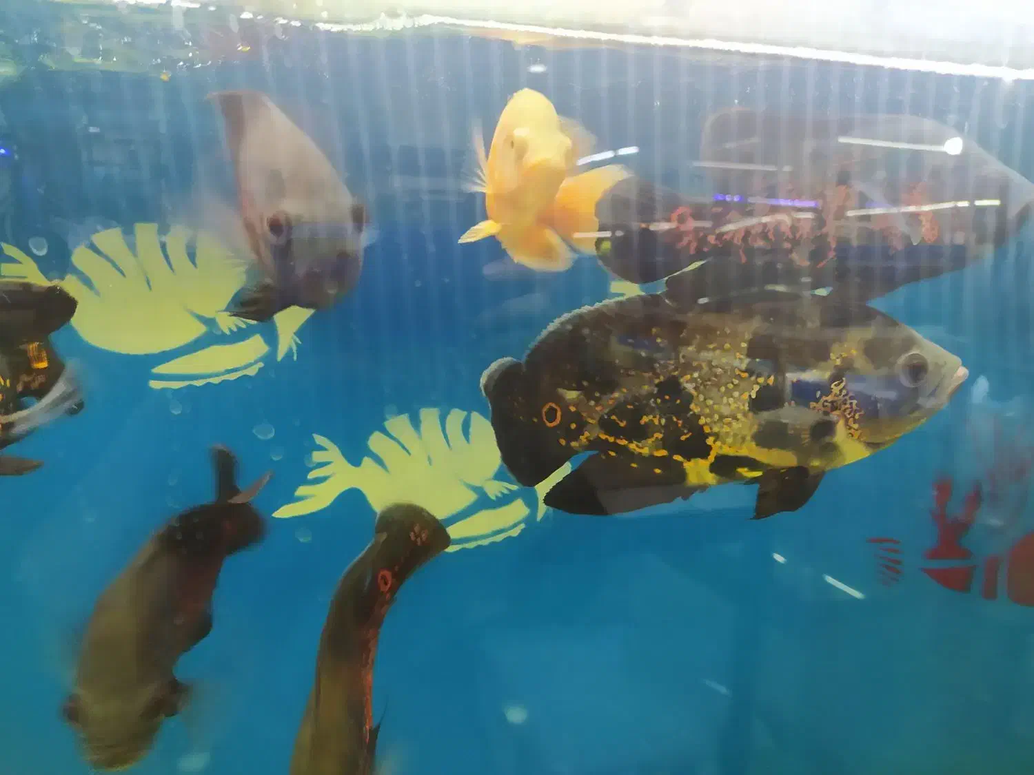 ماهی زینتی|ماهی|شیراز, بازار|دیوار