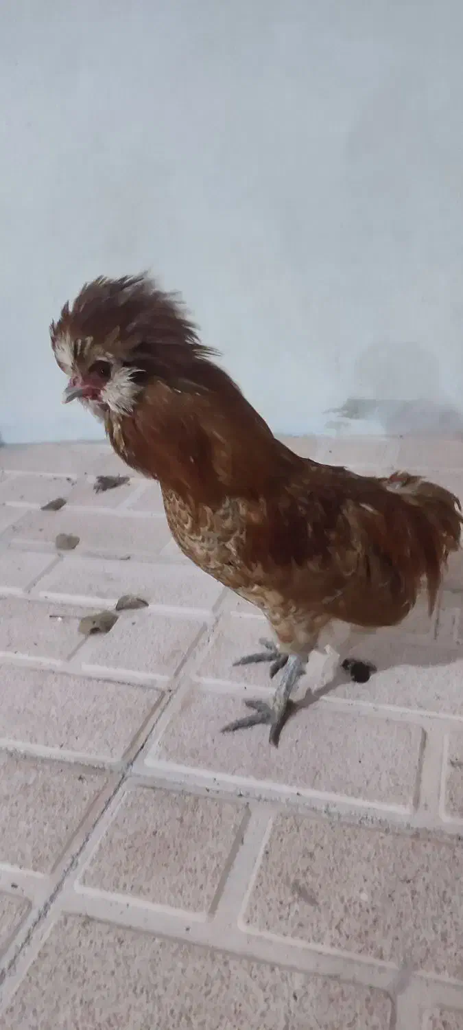 خروس زینتی|حیوانات مزرعه|ثمرین, |دیوار