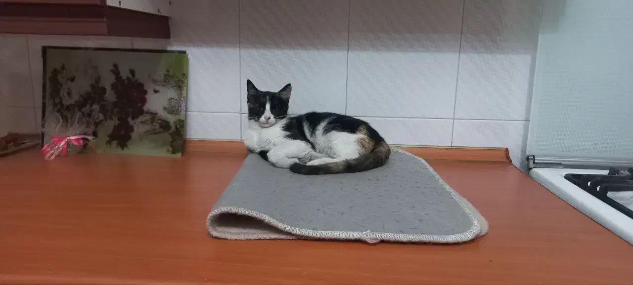 واگذاری رایگان بچه گربه|گربه|مرند, |دیوار