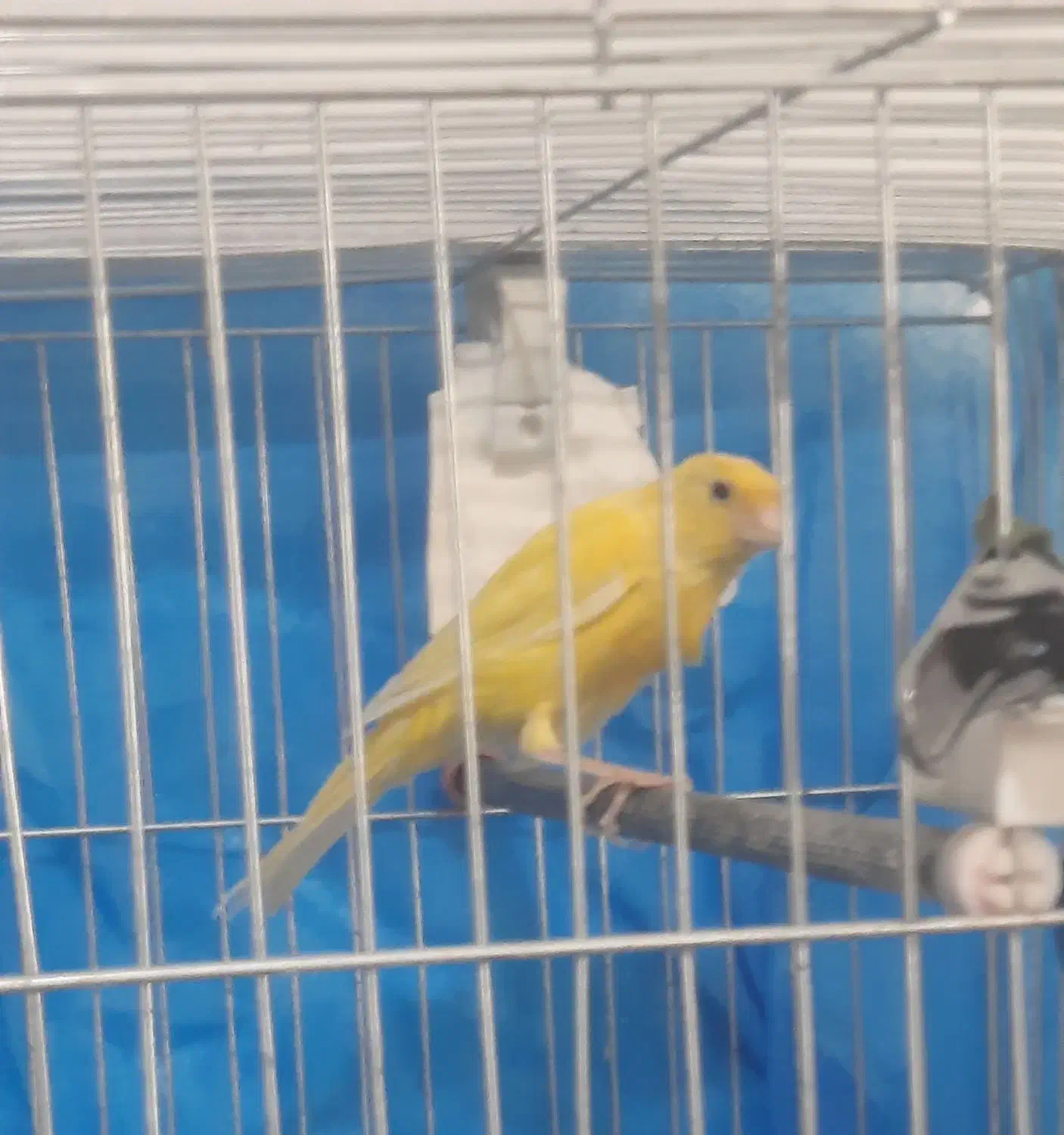 قناری|پرنده|مرند, |دیوار