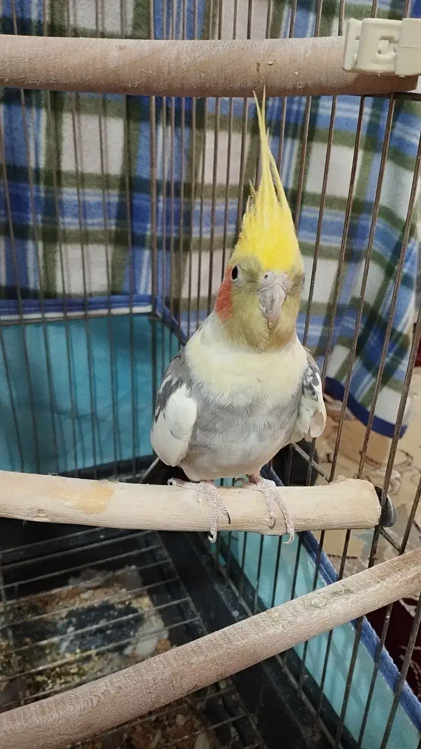 عروس هلندی|پرنده|نورآباد ممسنی, |دیوار