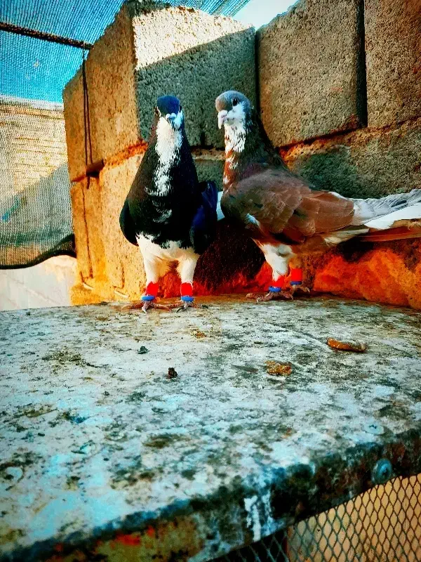 کفتر کبوتر کفتر|پرنده|آباده, |دیوار