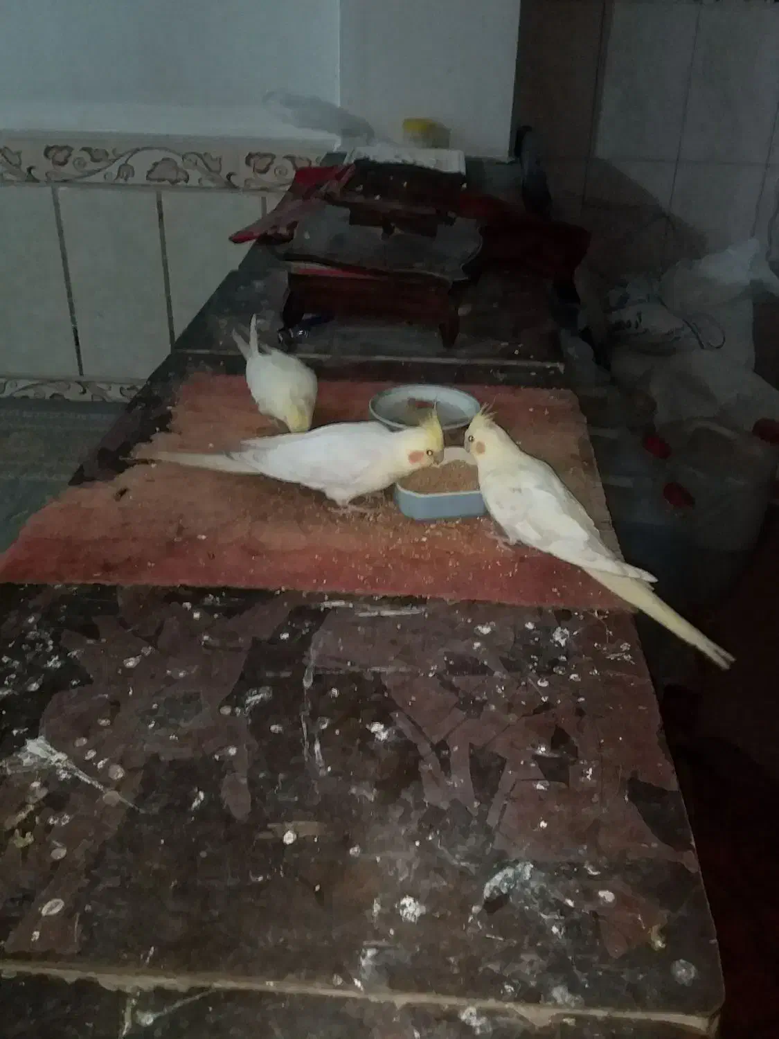 دو جفت عروس هلندی زیبا|پرنده|زهک, |دیوار