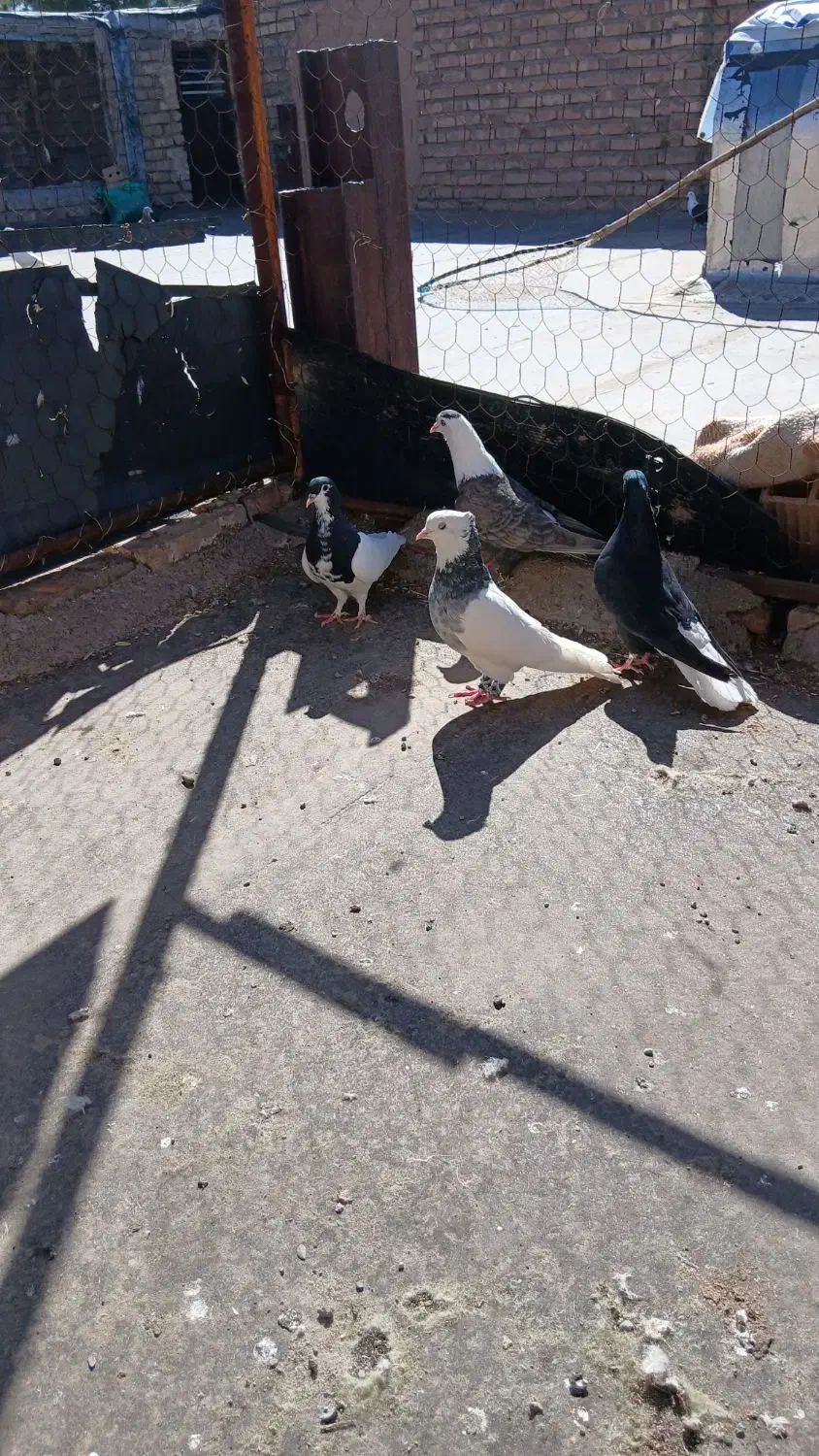 کفتر|پرنده|نیشابور, فضل|دیوار