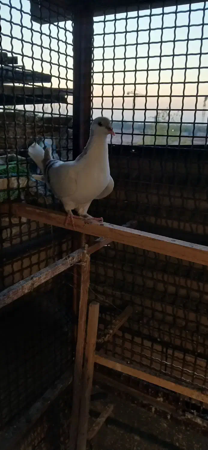 کیوتر|پرنده|قزوین, |دیوار