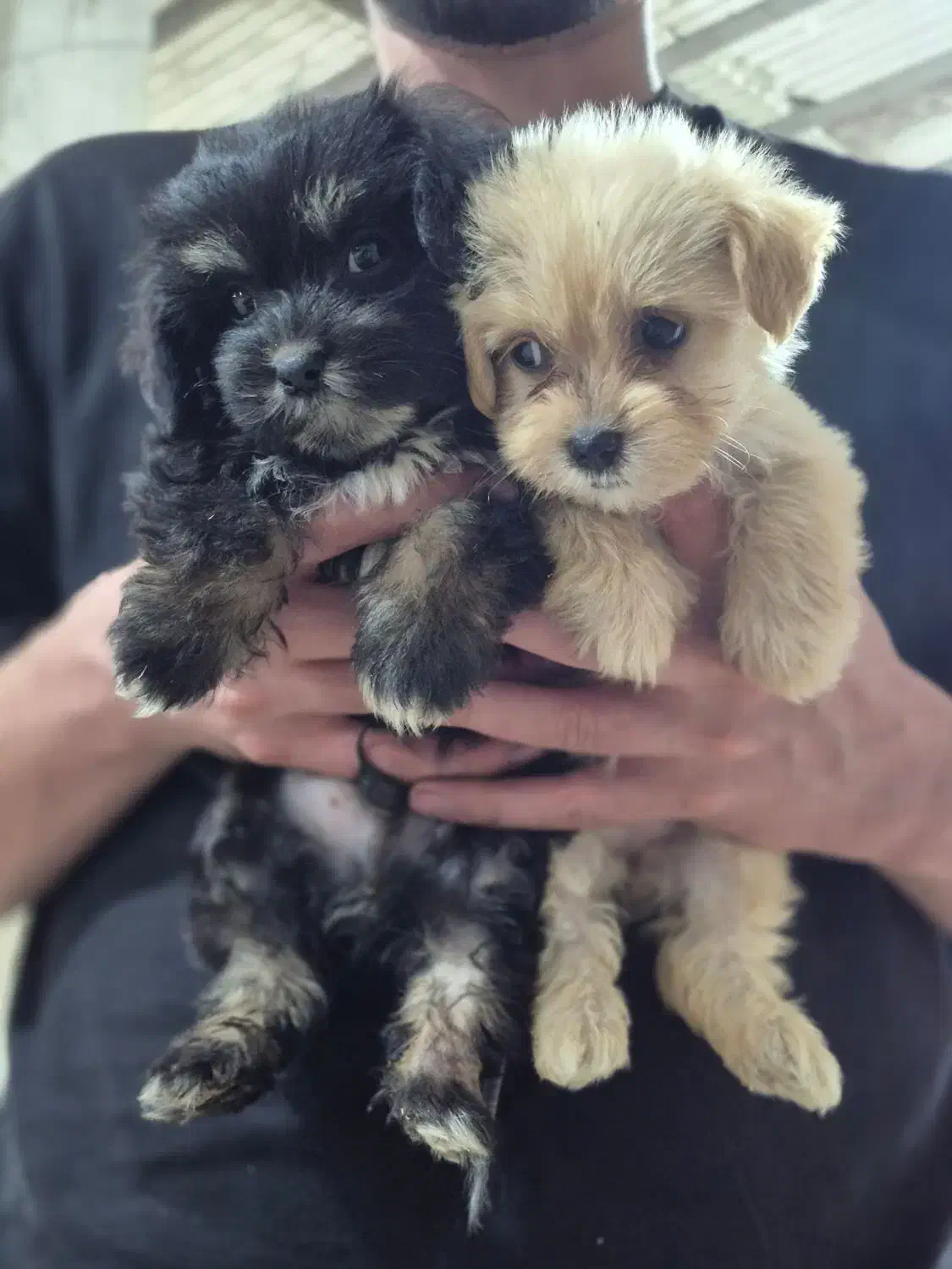 سگ شیتزو اصل|سگ|سنگر, |دیوار