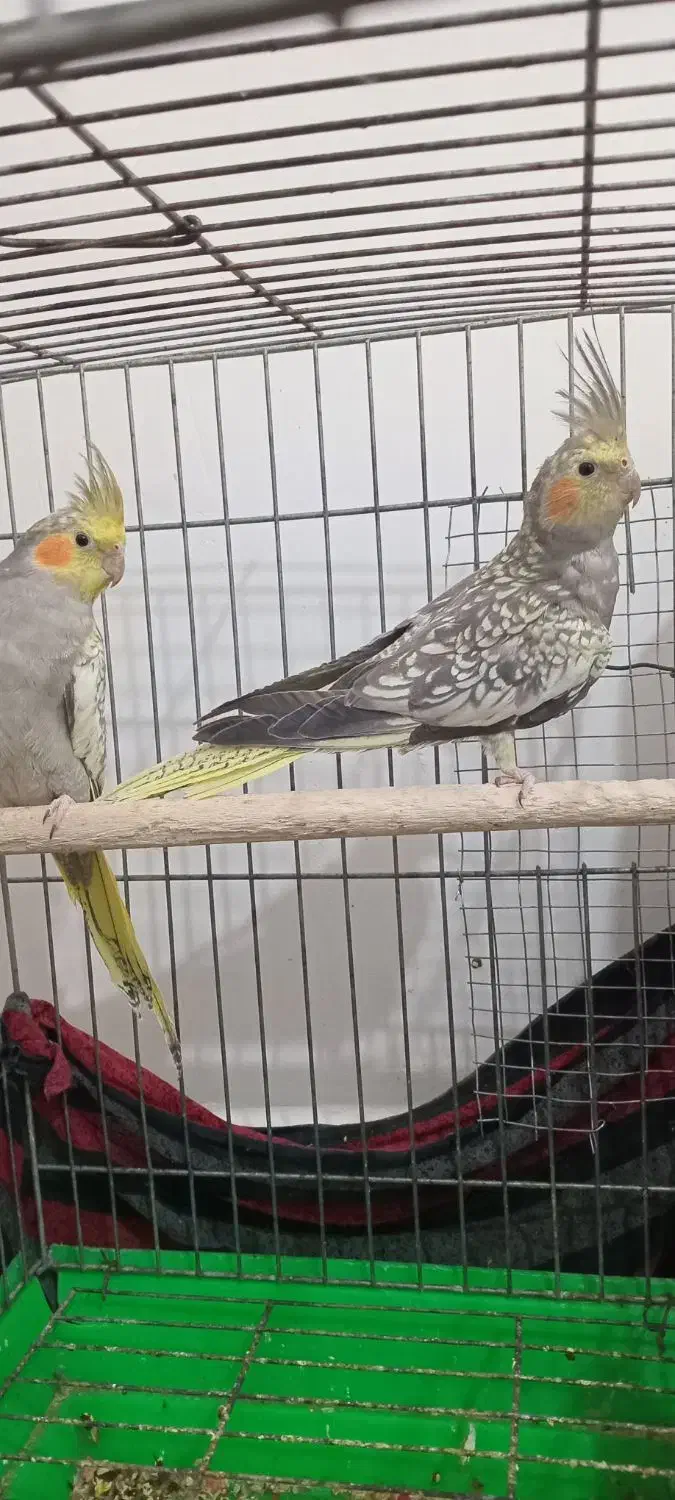 پرندگان|پرنده|حمیدیه, |دیوار