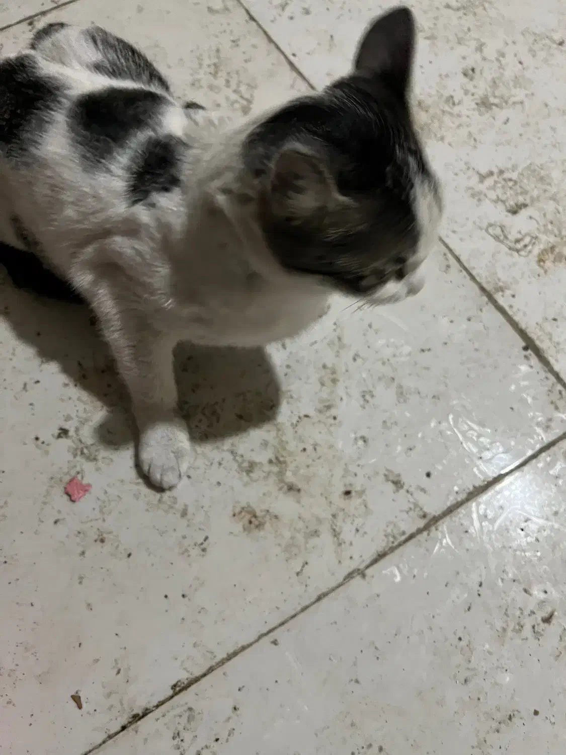 گربه خانگی|گربه|گرگان, |دیوار