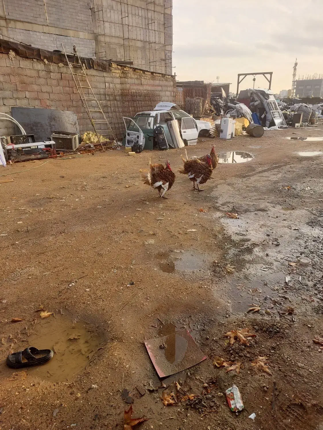 سه عدد بوقلمون نژادبلژیکی|حیوانات مزرعه|شیراز, شهرک امیر کبیر|دیوار