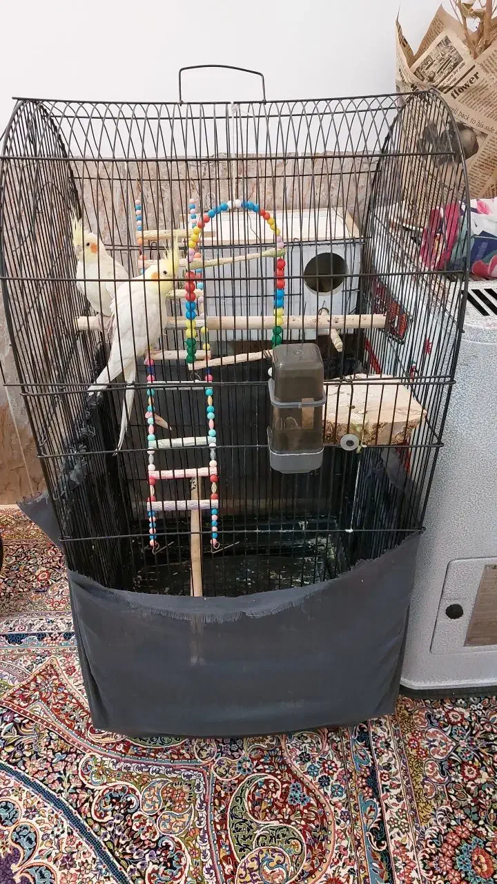 عروس هلندی|پرنده|کبودرآهنگ, |دیوار