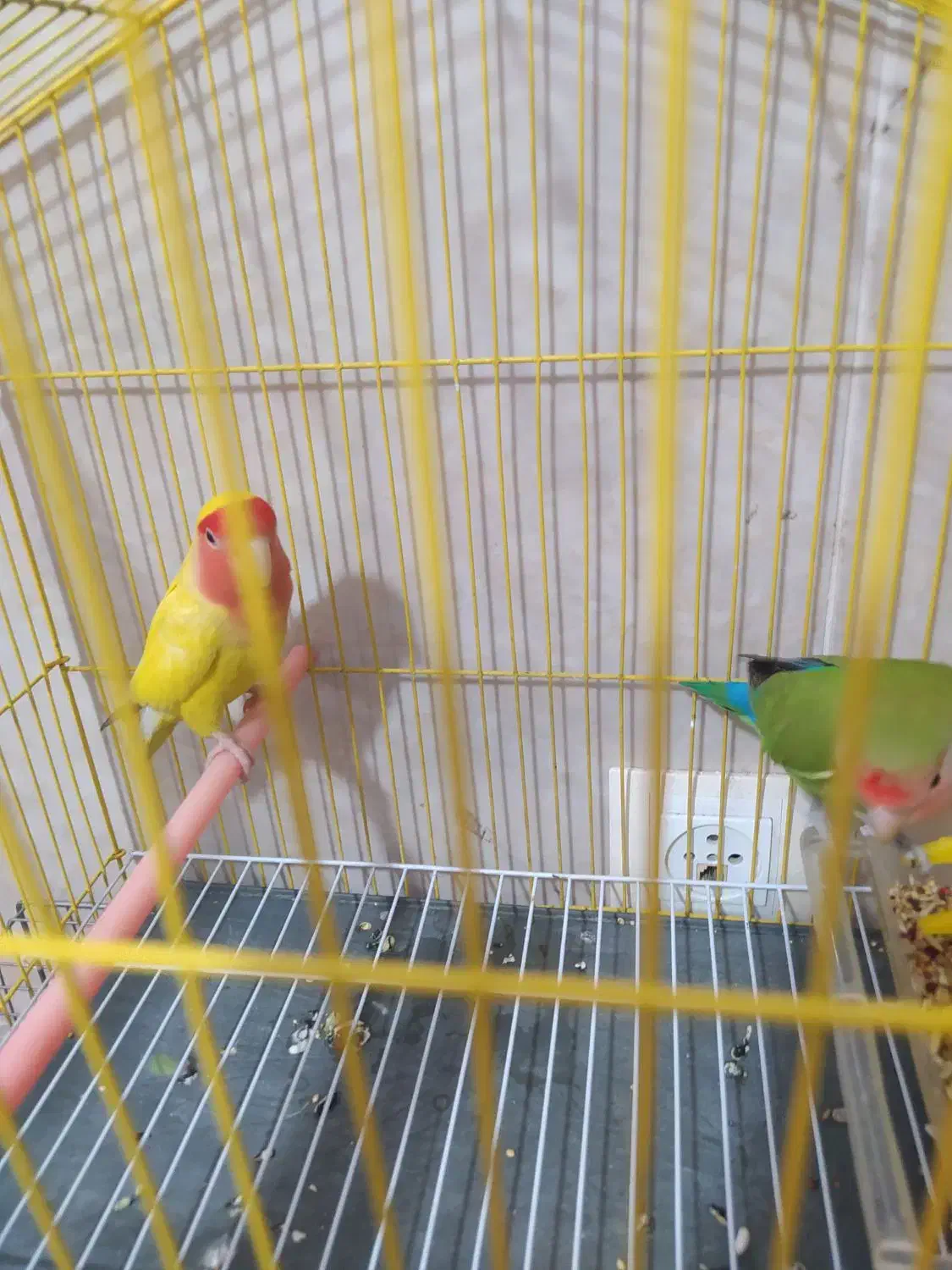 طوطی برزیلی صورت هوایی|پرنده|قم, انسجام|دیوار