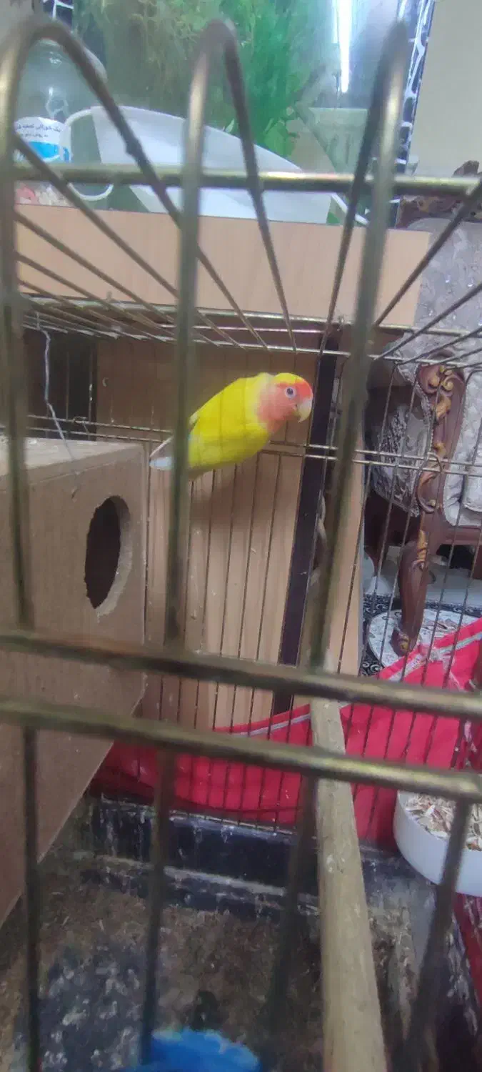 یه جفت طوطی برزیلی|پرنده|ری, شهرری|دیوار