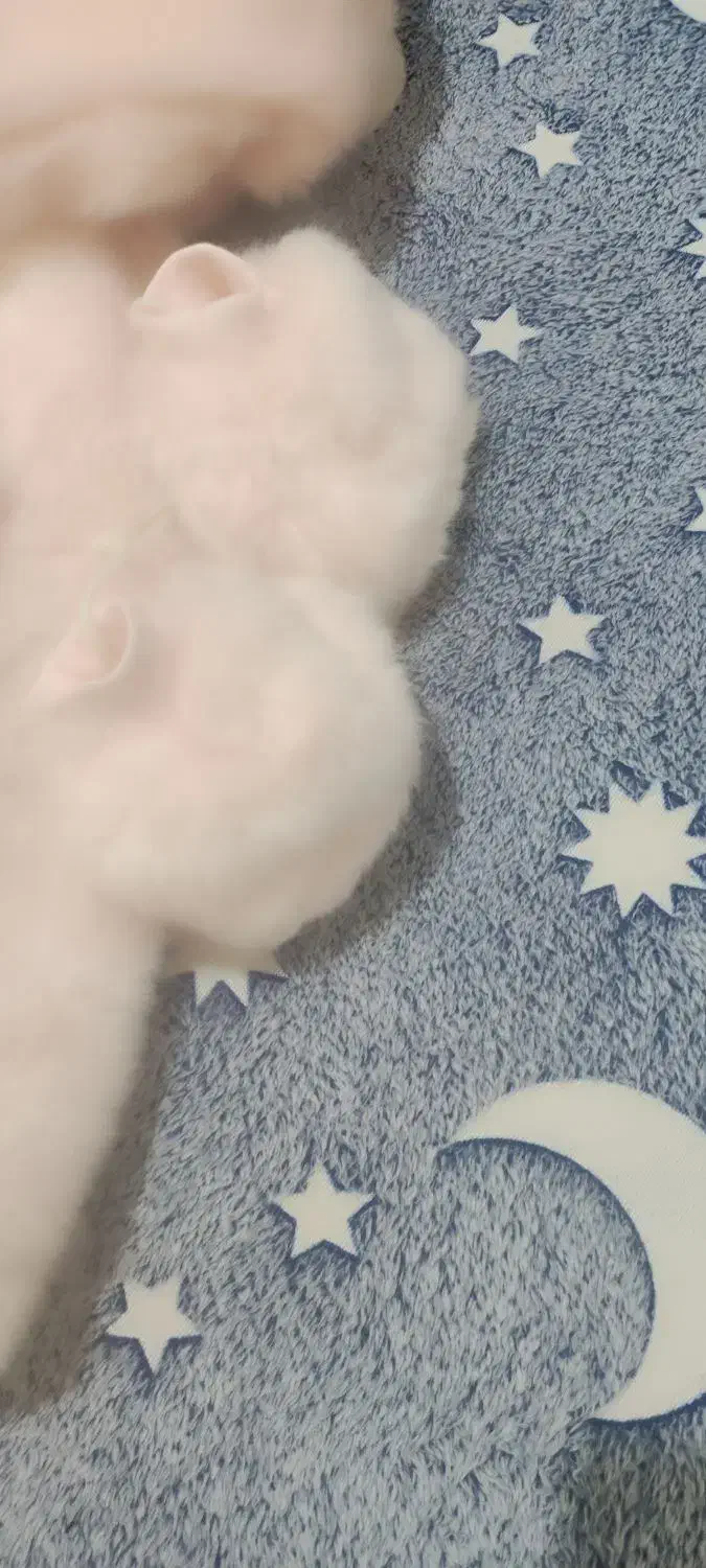 کاپشن سرهمی|کفش و لباس بچه|همدان, |دیوار