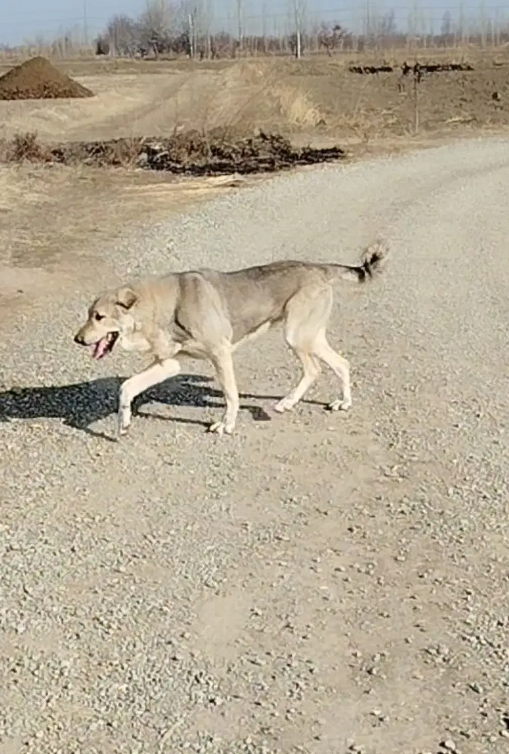 سگ عراقی ماده|سگ|نوشین شهر, |دیوار