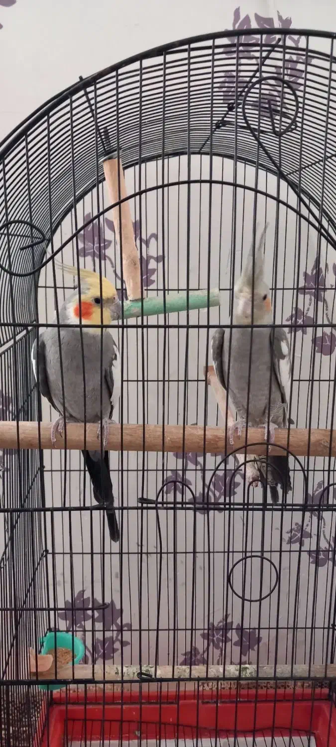 عروس هلندی|پرنده|مشهد, شهید قربانی|دیوار