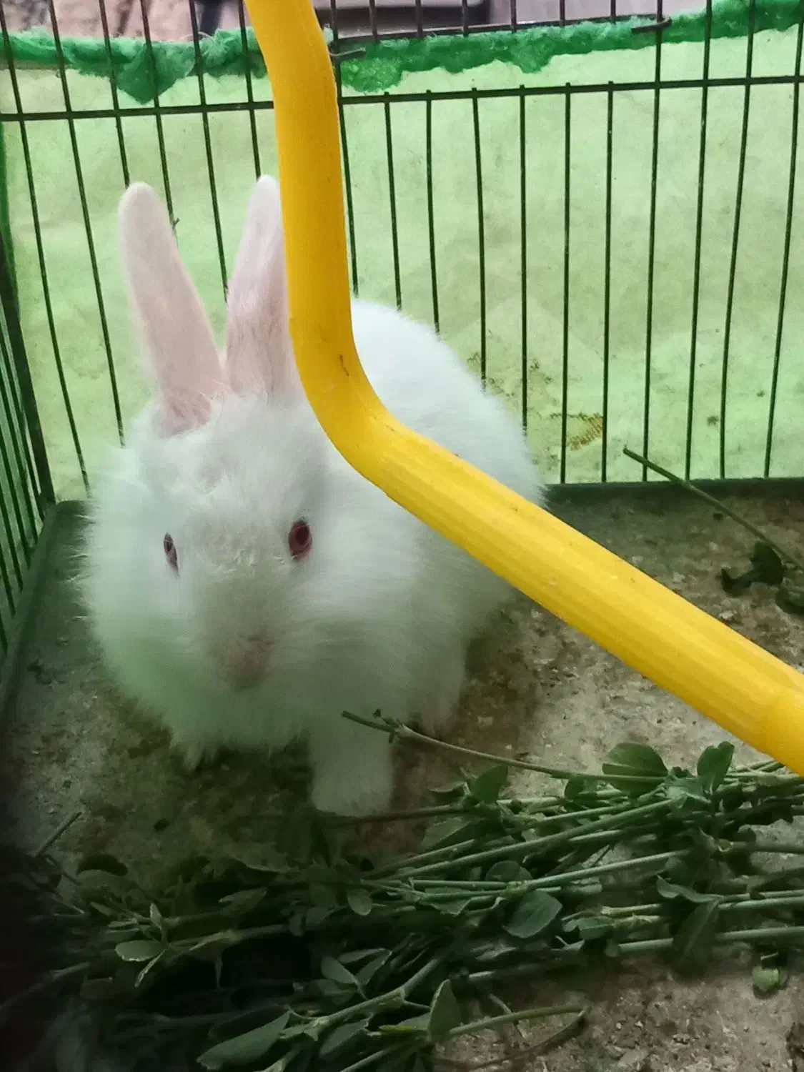 خرگوش سفید دوماهه|موش و خرگوش|اردکان, |دیوار