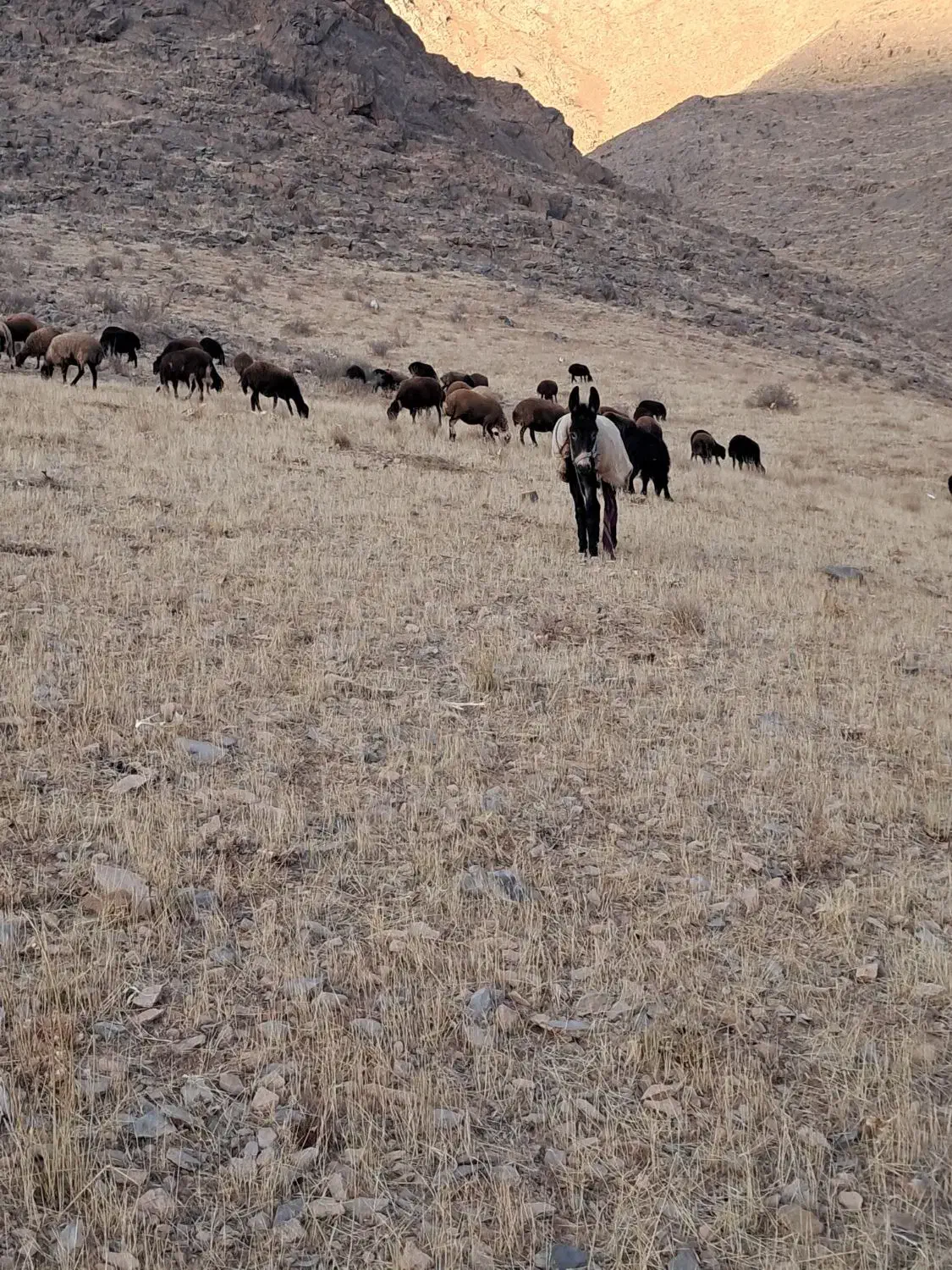 الاغ جوان|حیوانات مزرعه|زالیان, |دیوار