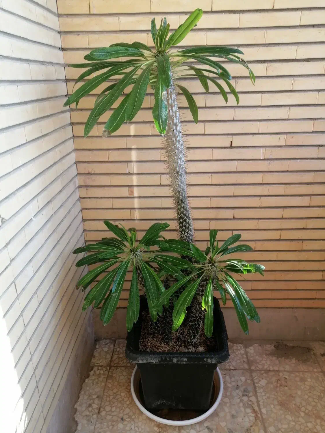 گیاه آپارتمانی|گل و گیاه طبیعی|اصفهان, سپاهان‌شهر|دیوار