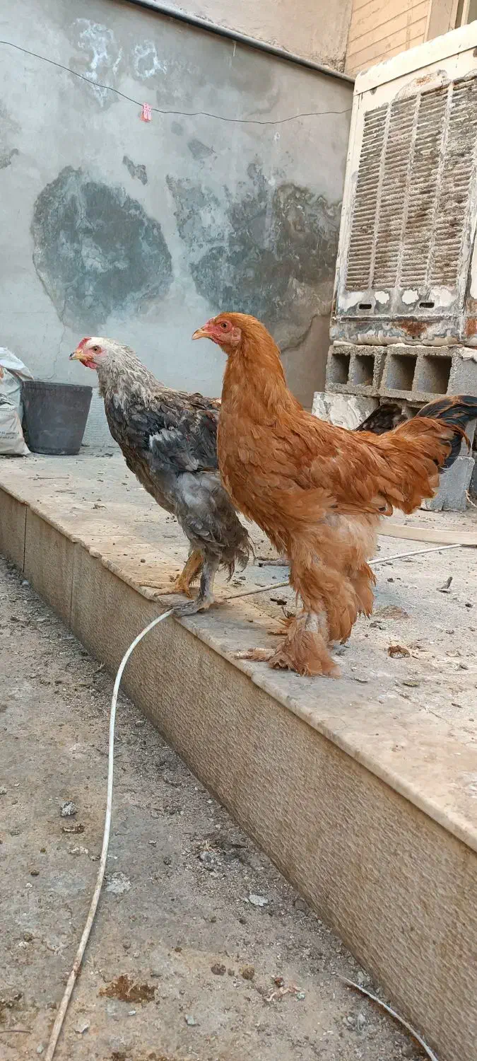مرغ و خروس سلطان زینتی|حیوانات مزرعه|شیراز, پودنک|دیوار